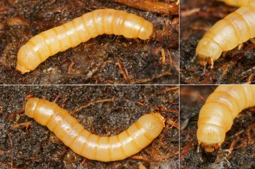 Nalassus dryadophilus